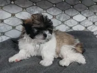 Snickers, a male Shih Tzu for sale in Rockaway, NJ – Photo 2 of 5
