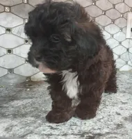 Pluto, a male Maltipoo for sale in Rockaway, NJ – 2 of 2