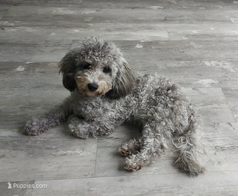 Buddy – Maltipoo puppy for sale in Rockaway, NJ