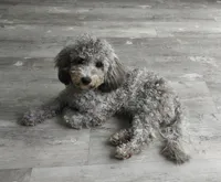 Buddy, a male Maltipoo for sale in Rockaway, NJ – 1 of 2