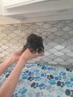 Pluto, a male Maltipoo for sale in Rockaway, NJ – 4 of 4