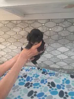 Pluto, a male Maltipoo for sale in Rockaway, NJ – 1 of 4