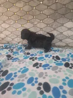 Pluto, a male Maltipoo for sale in Rockaway, NJ – 2 of 4
