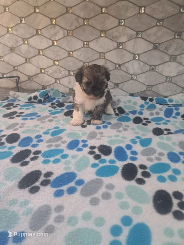 Spencer – Maltipoo puppy for sale in Rockaway, NJ