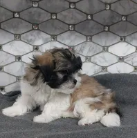 Snickers, a male Shih Tzu for sale in Rockaway, NJ – Photo 3 of 5