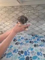 Spencer, a male Maltipoo for sale in Rockaway, NJ – 2 of 4