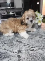 Cody, a male Shihpoo for sale in Rockaway, NJ – Photo 2 of 5