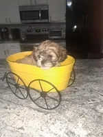 Cody, a male Shihpoo for sale in Rockaway, NJ – Photo 2 of 6