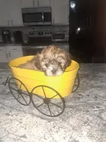Cody, a male Shihpoo for sale in Rockaway, NJ – Photo 4 of 6