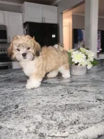 Cody, a male Shihpoo for sale in Rockaway, NJ – Photo 5 of 5