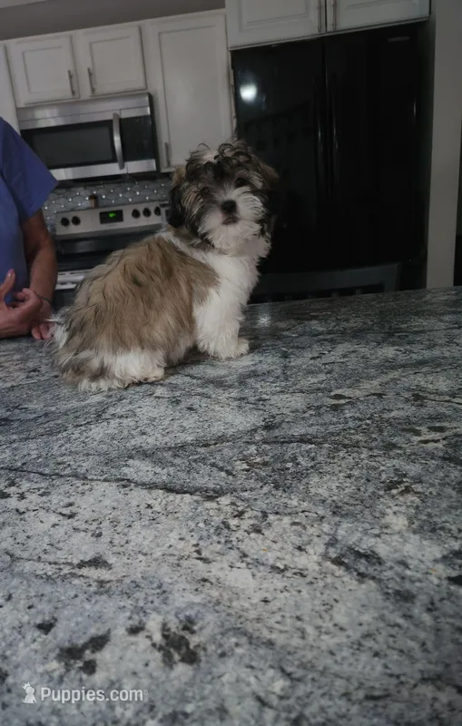 Snickers – Shihpoo puppy for sale in Rockaway, NJ