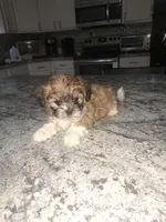 Cody, a male Shihpoo for sale in Rockaway, NJ – Photo 1 of 6