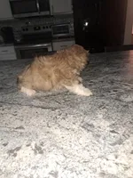 Cody, a male Shihpoo for sale in Rockaway, NJ – Photo 6 of 6