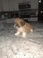 Cody, a male Shihpoo for sale in Rockaway, NJ – Photo 5 of 6