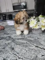 Cody, a male Shihpoo for sale in Rockaway, NJ – Photo 4 of 5