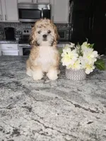 Cody, a male Shihpoo for sale in Rockaway, NJ – Photo 3 of 5