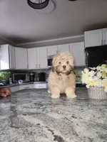 Teddy Bear, a male Shihpoo for sale in Rockaway, NJ – 2 of 3