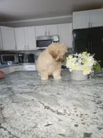 Teddy Bear, a male Shihpoo for sale in Rockaway, NJ – 3 of 3