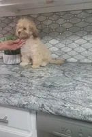 Winnie the pooh, a male Shihpoo for sale in Rockaway, NJ – 2 of 4