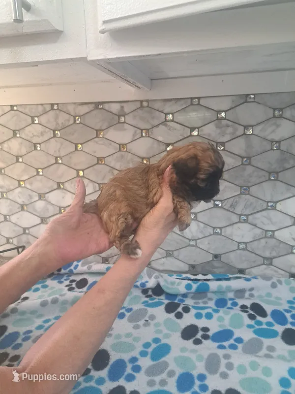 Toby – Maltipoo puppy for sale in Rockaway, NJ