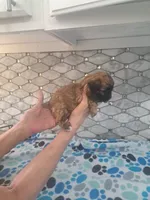 Toby, a male Maltipoo for sale in Rockaway, NJ – 2 of 5