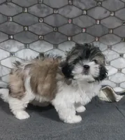 Snickers, a male Shih Tzu for sale in Rockaway, NJ – Photo 5 of 5