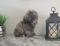 Buddy, a male Maltipoo for sale in Rockaway, NJ – Photo 8 of 8