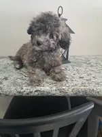 Buddy, a male Maltipoo for sale in Rockaway, NJ – Photo 3 of 8