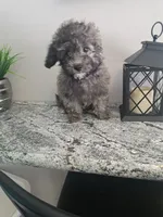 Buddy, a male Maltipoo for sale in Rockaway, NJ – Photo 6 of 8