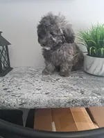 Buddy, a male Maltipoo for sale in Rockaway, NJ – Photo 7 of 8