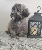 Buddy, a male Maltipoo for sale in Rockaway, NJ – Photo 5 of 8