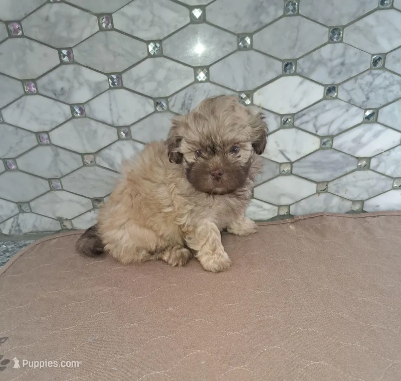 Teddy Bear, a male Shih Tzu for sale in Rockaway, NJ – Photo 1 of 3