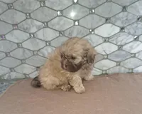 Teddy Bear, a male Shih Tzu for sale in Rockaway, NJ – Photo 2 of 3