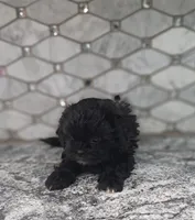 Maggie, a female Shih Tzu and Poodle - Miniature  for sale in Rockaway, NJ – Photo 4 of 4