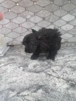 Maggie, a female Shih Tzu and Poodle - Miniature  for sale in Rockaway, NJ – Photo 3 of 4