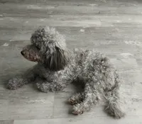 Buddy, a male Maltipoo for sale in Rockaway, NJ – 2 of 2