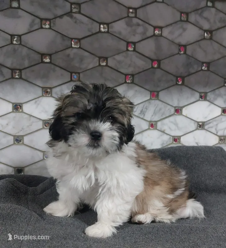 Snickers, a male Shih Tzu for sale in Rockaway, NJ – Photo 1 of 5