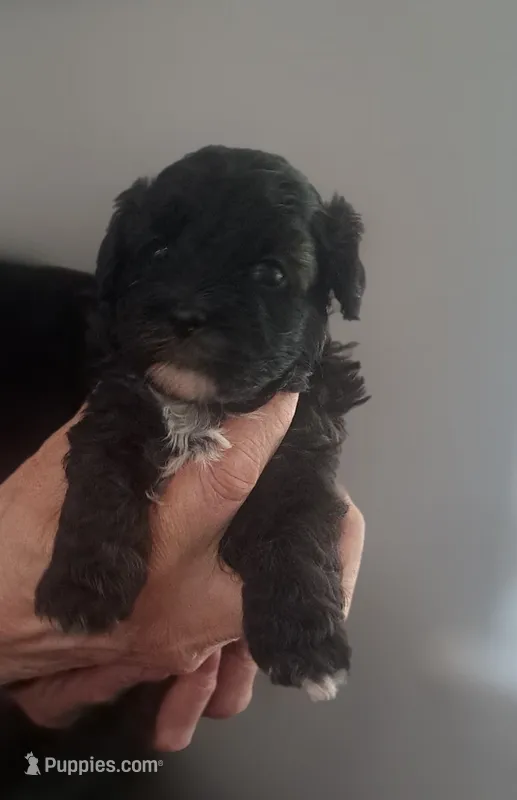 Pluto – Maltipoo puppy for sale in Rockaway, NJ