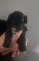 Pluto, a male Maltipoo for sale in Rockaway, NJ – 3 of 4