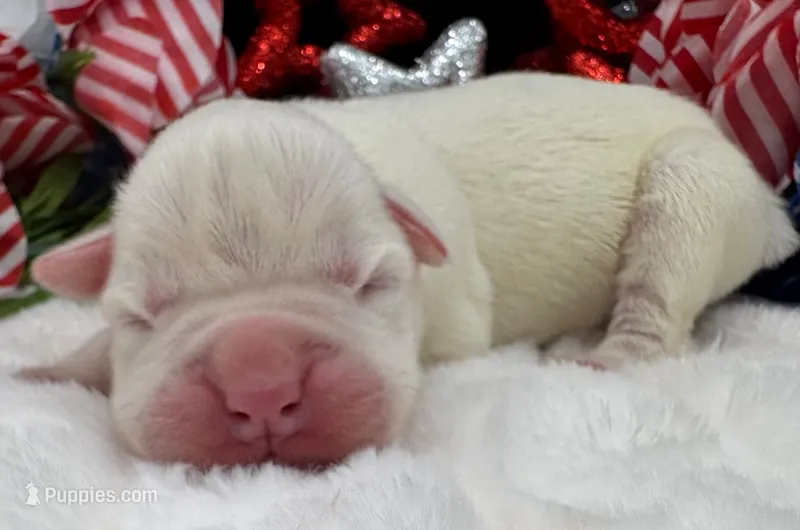 AKC Chloe—75% Euro – Boxer puppy for sale in Baileyville, KS