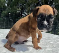 AKC Austin--100% Euro, a male Boxer for sale in Baileyville, KS – 7 of 10