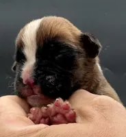AKC Peanut--75% Euro, a male Boxer for sale in Baileyville, KS – 2 of 10