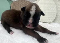 AKC Alissa--100% Euro, a female Boxer for sale in Baileyville, KS – 5 of 8