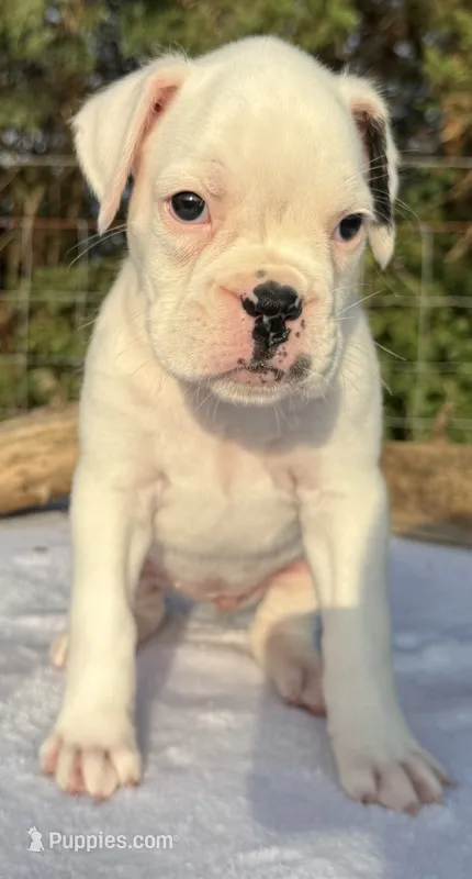 AKC Charlotte—75% Euro – Boxer puppy for sale in Baileyville, KS