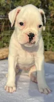 AKC Charlotte—75% Euro, a female Boxer for sale in Baileyville, KS – 1 of 10