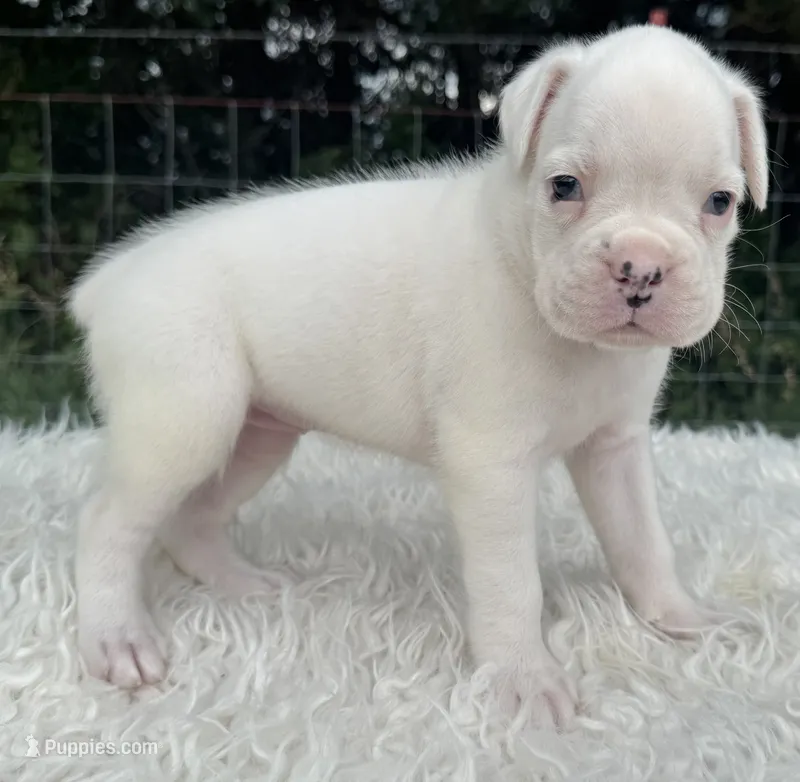 AKC Chloe—75% Euro – Boxer puppy for sale in Baileyville, KS