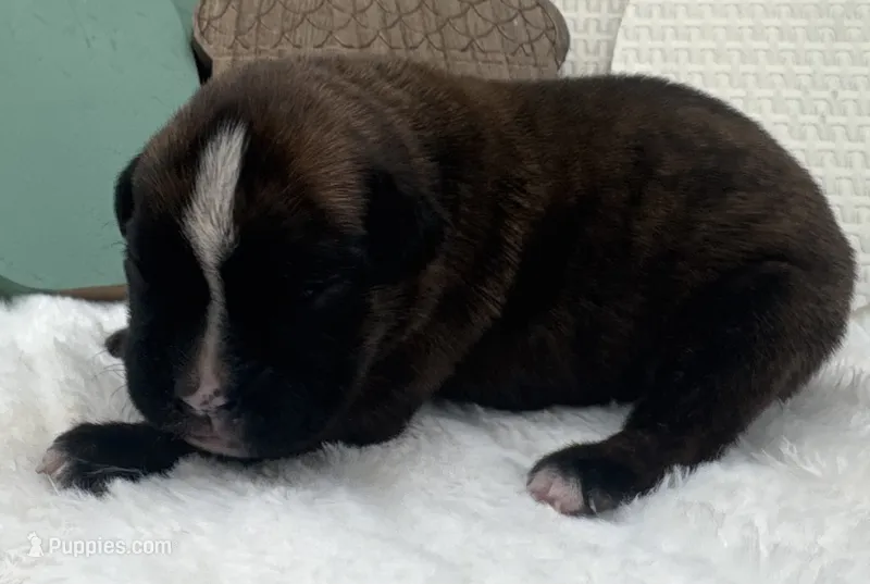 AKC Abby--100% Euro – Boxer puppy for sale in Baileyville, KS