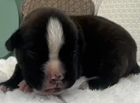 AKC Atlas--100% Euro, a male Boxer for sale in Baileyville, KS – 2 of 10