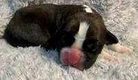 AKC Casey—75% Euro, a female Boxer for sale in Baileyville, KS – 2 of 7