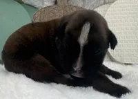 AKC Abby--100% Euro, a female Boxer for sale in Baileyville, KS – 3 of 7